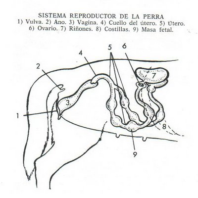 El Celo o Ciclo Sexual de los perros