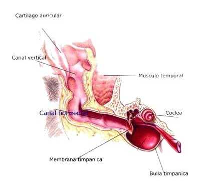 El Cerumen