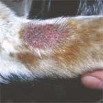 Eczema en perros