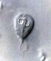 Giardia