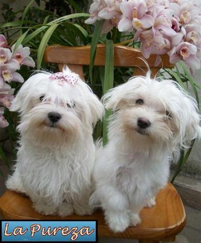 Pareja De Malteses Adolescentes