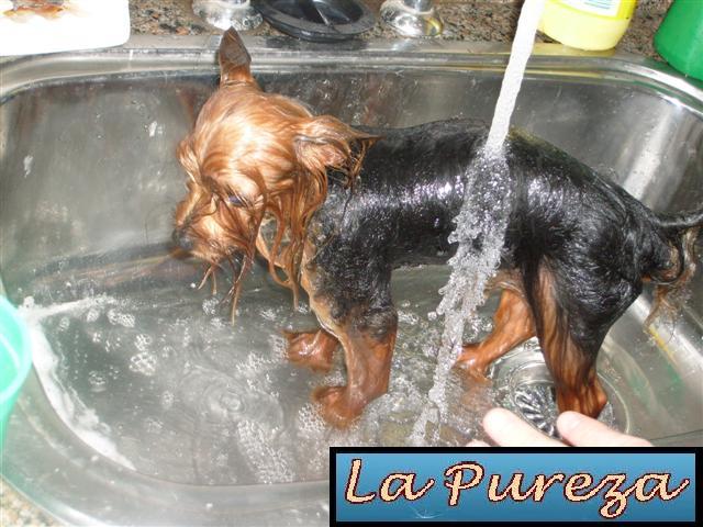 El Baño del Perro