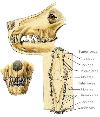 El Cachorro de Cero a 50 dias