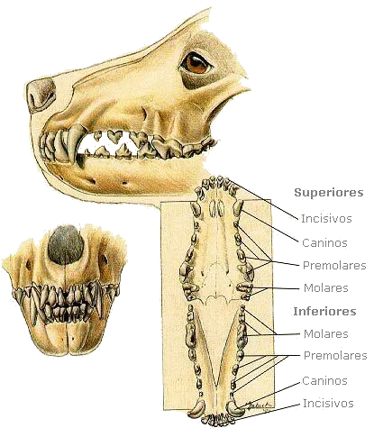 La Dentadura Canina