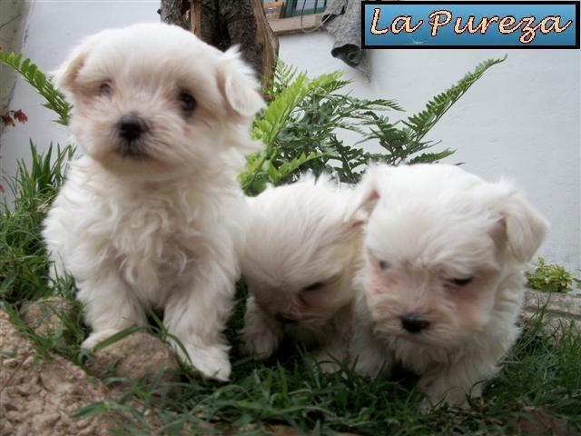 Cahorros en el Jardin