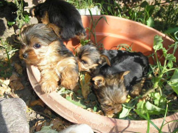 Cachorros Yorkis, listos para ir a su nuevo Hogar