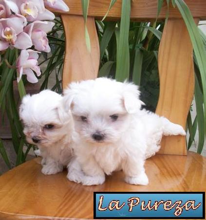 Cachorros Malteses