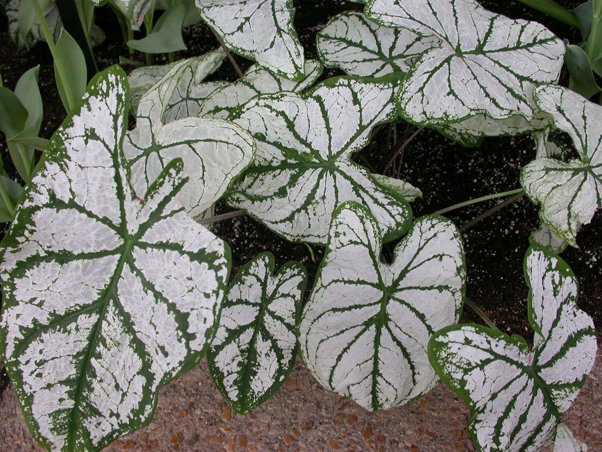 Caladio - Variedad Hornamental