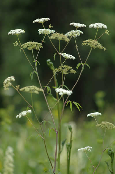 Cicuta (Cicuta maculata)