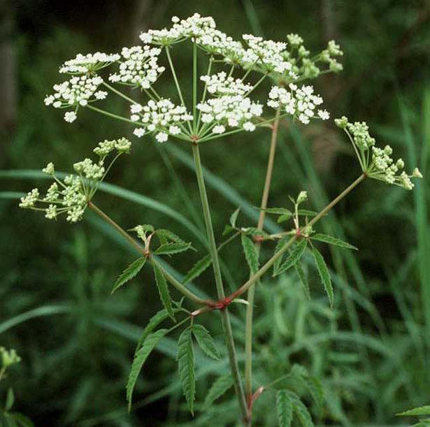 Cicuta