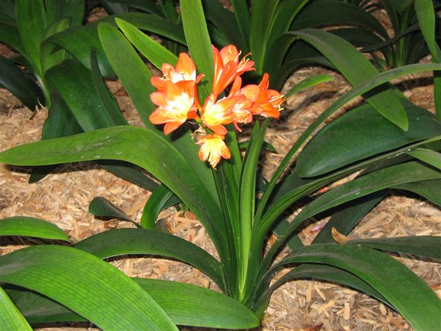 Clivia miniata (Clivia miniata)