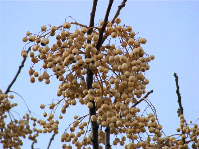 Frutos del Paraiso