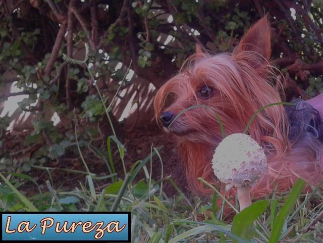 Yorkshire Terrier y Hongos