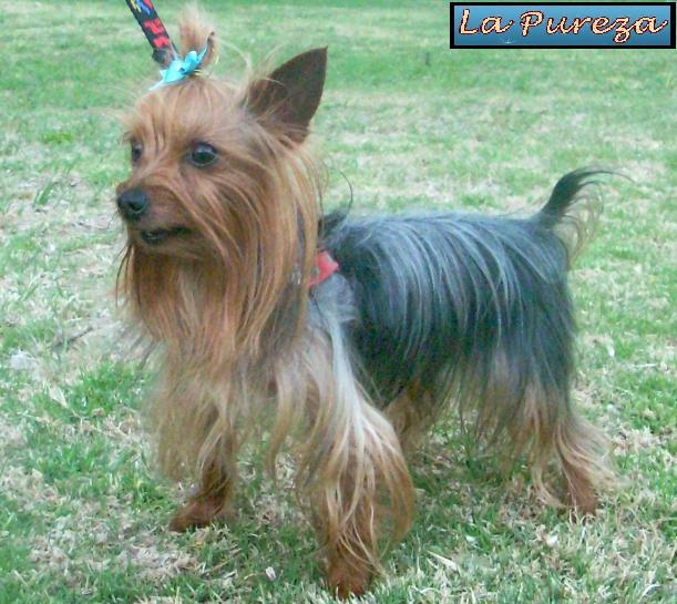 La Educacion Canina