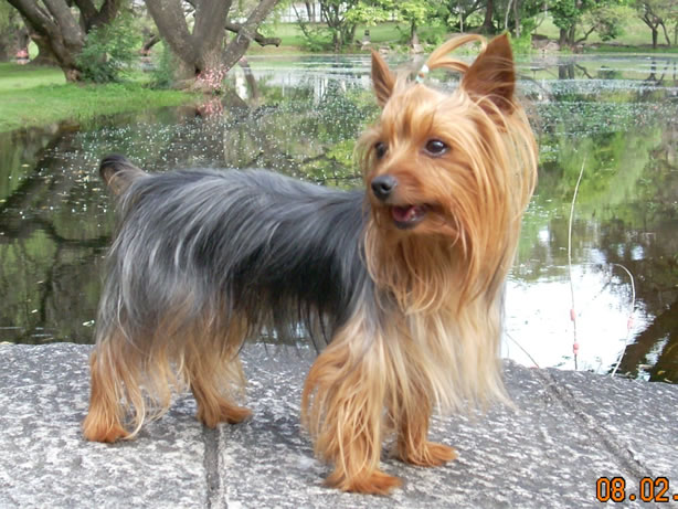 yorkie_01