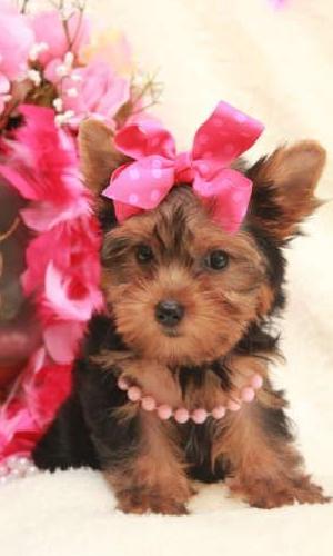 YorkShire Terrier Hembra