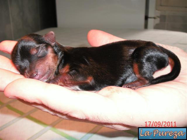 CAchorro en la mano