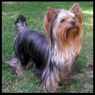 Nuestros perrros - Yorkshire Terrier