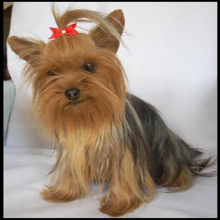 Nuestros perrros - Yorkshire Terrier