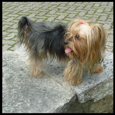 Nuestros perrros - Yorkshire Terrier