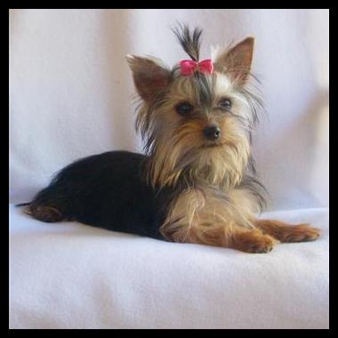 Nuestros perrros - Yorkshire Terrier