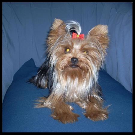 Nuestros perrros - Yorkshire Terrier
