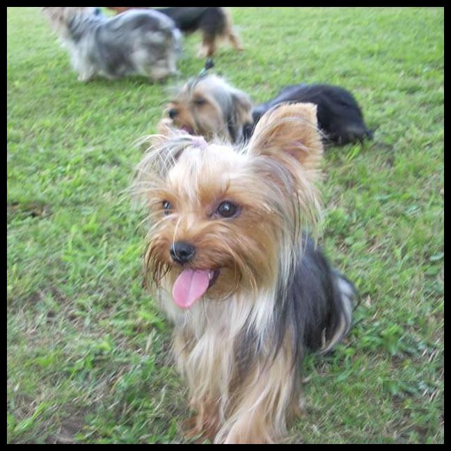 Nuestros perrros - Yorkshire Terrier