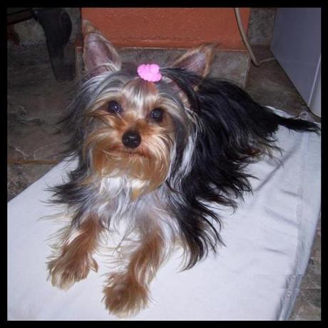 Nuestros perrros - Yorkshire Terrier