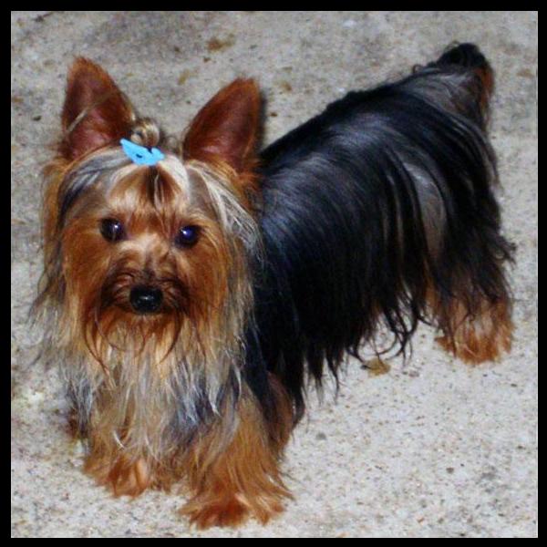 Nuestros perrros - Yorkshire Terrier