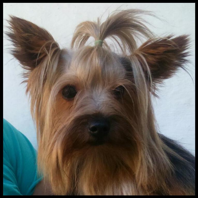 Nuestros perrros - Yorkshire Terrier