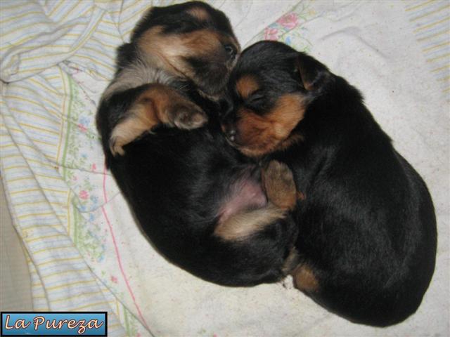 Hijos de Hugo de la Pureza y Lizzie, Bruce (esta de costado) y Big (Patas para arriba) 