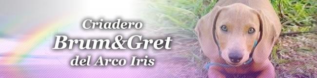 Criadero BRUM&GRET DEL ARCO IRIS