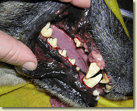 Odontología de Perros
